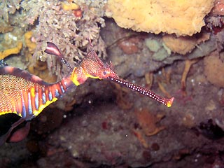 Weedy Seadragon (<em>Phyllopteryx taeniolatus</em>)