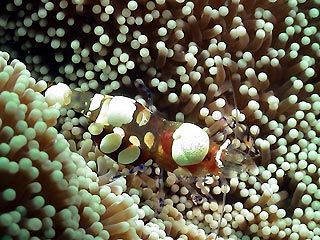 Popcorn Shrimp in Fiji