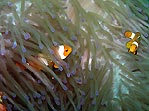 Anemonefish galore