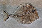 Fish Fossil