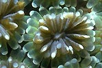 Coral polyp close-up