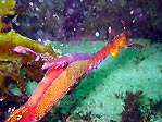 Weedy Seadragon (<em>Phyllopteryx taeniolatus</em>)