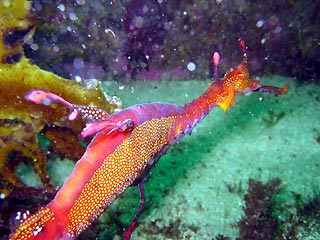 Weedy Seadragon (<em>Phyllopteryx taeniolatus</em>)