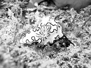 Black-margined Glossodoris