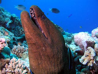 Giant Moray Eel (<em>Gymnothorax javanicus</em>)