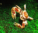 Porcelain Crab