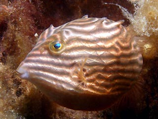 Shaw's Cowfish (Aracana aurita)