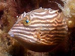 Shaw's Cowfish (Aracana aurita)