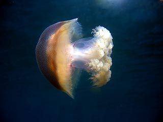 Jellyfish at Rottnest