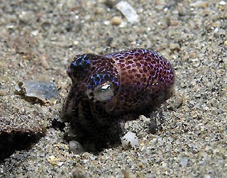 Bobtail Squid