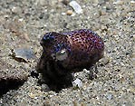 Bobtail Squid