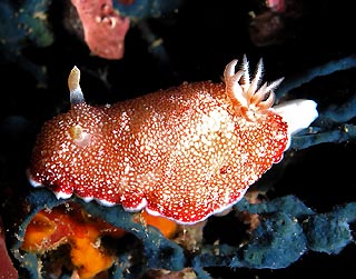 Cherry Nudi