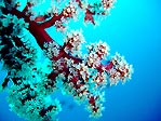 Soft Coral Tree