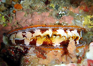 Orange Mouth Thorny Oyster