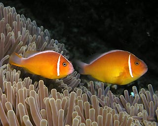 Pink Anemonefish