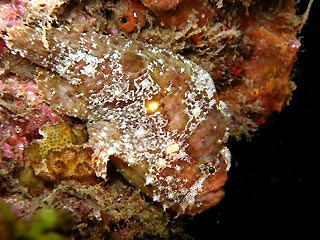 Frogfish