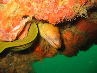 Green Moray Eel