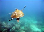 Flinders Reef, Moreton Bay, Australia