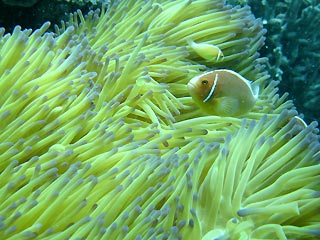 Anemonefish