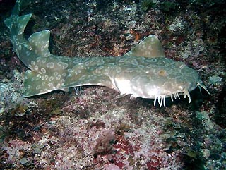 Wobbegong at Shark Alley