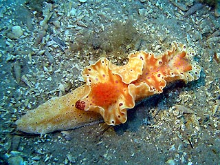 <em>Ceratosoma brevicaudatum</em>