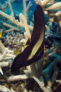 Shaded Batfish - Juvenile