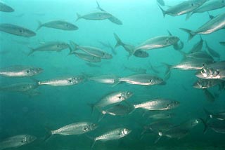 Schooling salmon