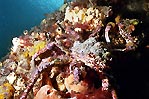 Decorator Crabs