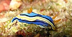 <em>Chromodoris elisabethina</em>