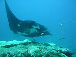 Manta Ray at Lady Musgrave