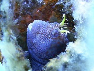 Blenny at the Lena