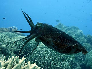 Cuttlefish Display