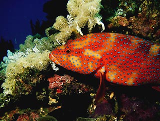 Coral Cod