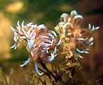 Nudibranchs at Bridport