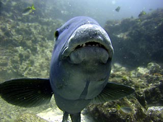 Eastern Blue Groper