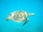 Green Turtle