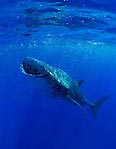 Whaleshark at Christmas Island