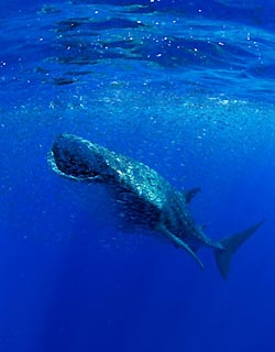 Whaleshark at Christmas Island