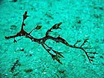 Juvenile Weedy Seadragon