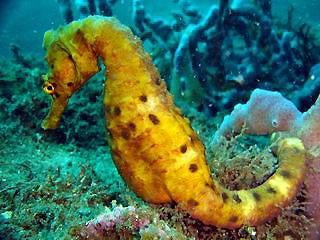 White's Seahorse