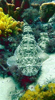 Flathead at Nelson Bay