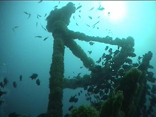 Coogee Wreck IV