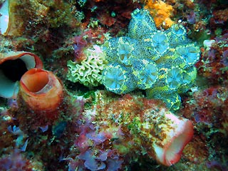 Ascidians