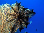 Crinoid at Wheeler Reef