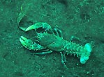 Freshwater Crayfish at Ewen's Ponds