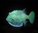 Shaw's Cowfish (male)