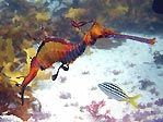 Weedy Seadragon (<em>Phyllopteryx taeniolatus</em>)