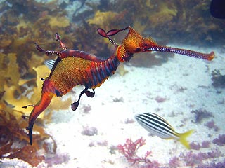 Weedy Seadragon (<em>Phyllopteryx taeniolatus</em>)