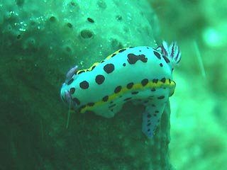 Nudi