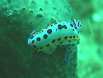 Nudi